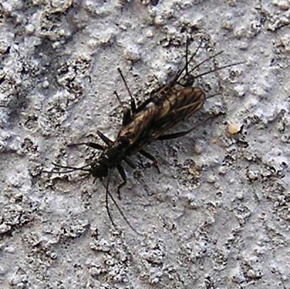 Common Snowfly