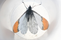 Anthocharis julia sulfuris