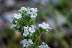Cryptantha ambigua