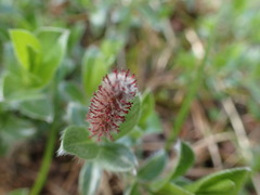 Salix alpina