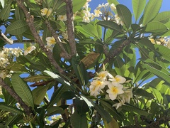 Plumeria
