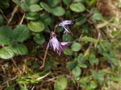 Soldanella carpatica