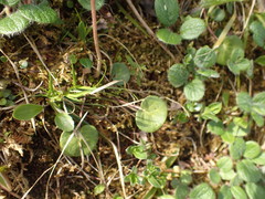 Soldanella carpatica