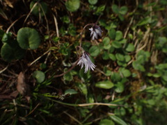 Soldanella carpatica