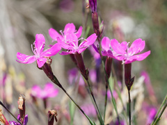 Dianthus langeanus