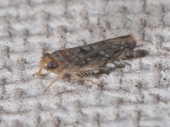 Scaphoideus opalinus