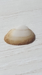 Striarca lactea