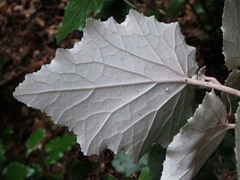 Pericallis appendiculata image