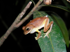 Myristica Lowland Tree Frog photo 3