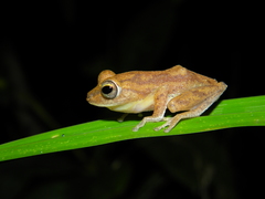 Myristica Lowland Tree Frog photo 4