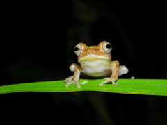 Myristica Lowland Tree Frog photo 2