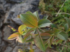 Salix silesiaca