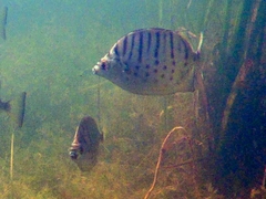 Selenotoca multifasciata