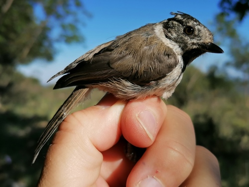 Mésange huppée