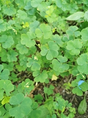 Oxalis stricta