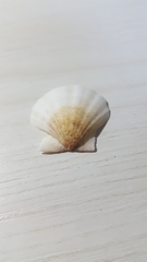 Pectinidae