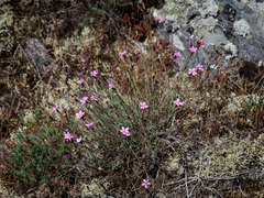 Dianthus langeanus