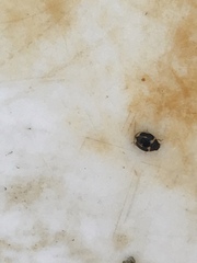 Hyperaspis trifurcata