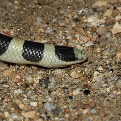 Sonora annulata
