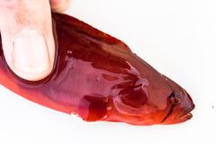 Apodichthys flavidus