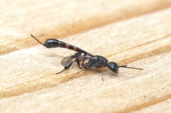 Gasteruption assectator