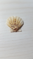 Pectinidae