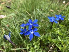 Gentiana brachyphylla brachyphylla