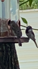 Passer domesticus