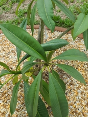 Rauvolfioideae