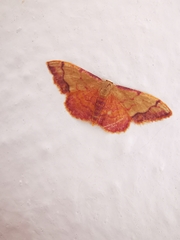 Idaea ostrinaria