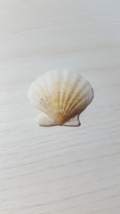 Pectinidae