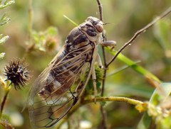 Cicadatra platyptera