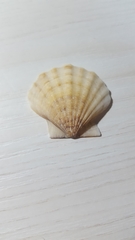 Pectinidae