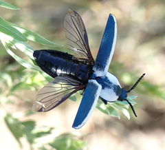 Chalcolepidius webbi