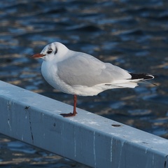 Chroicocephalus ridibundus