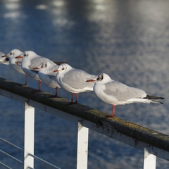 Chroicocephalus ridibundus
