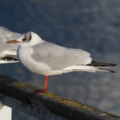 Chroicocephalus ridibundus