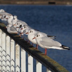 Chroicocephalus ridibundus