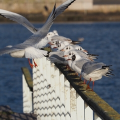Chroicocephalus ridibundus