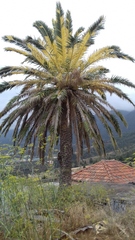 Phoenix canariensis image