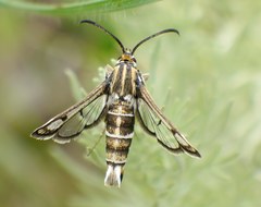 Chamaesphecia bibioniformis