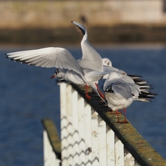 Chroicocephalus ridibundus