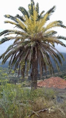 Phoenix canariensis image