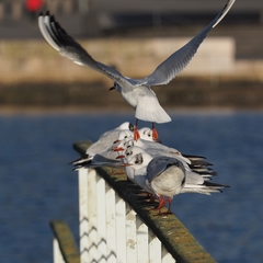 Chroicocephalus ridibundus