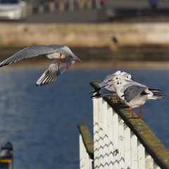 Chroicocephalus ridibundus
