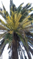 Phoenix canariensis image