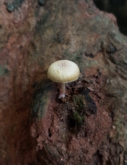 Gymnopilus