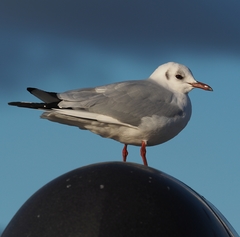 Chroicocephalus ridibundus