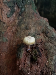 Gymnopilus