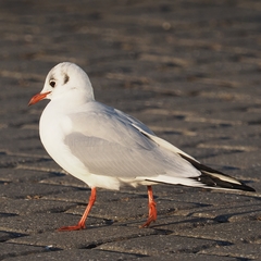 Chroicocephalus ridibundus